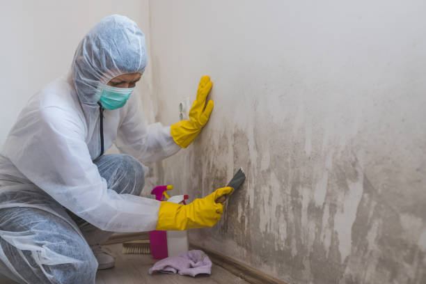  Ridgebury, CT Mold Removal Pros